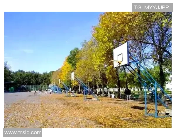 创意篮球造型图片展示多样风格与设计灵感的完美结合